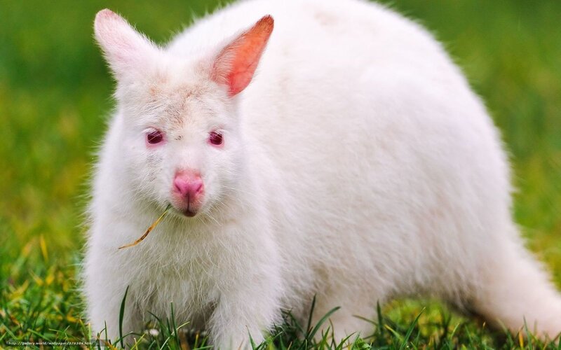 White Albino Rabbit — Calm