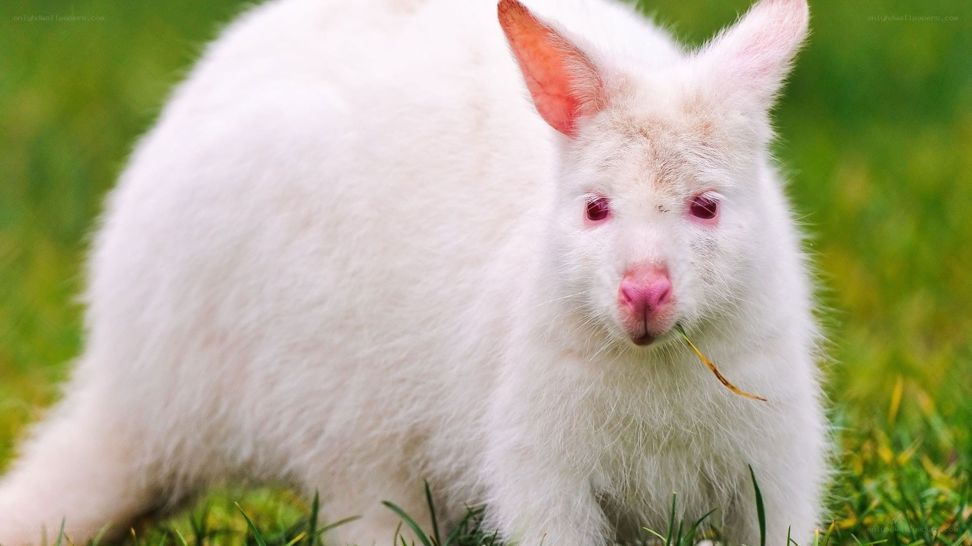 white albino rabbit eating grass