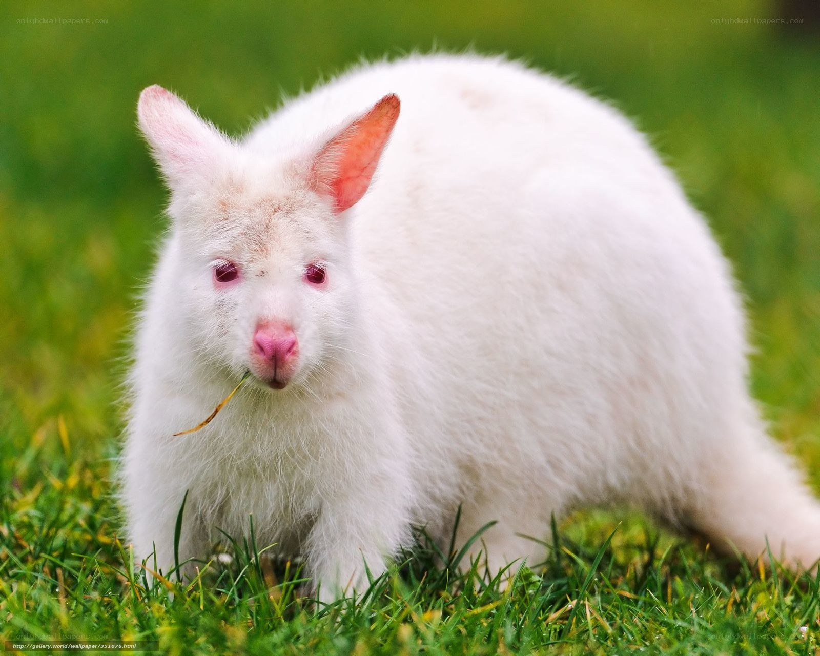 white albino rabbit in grass