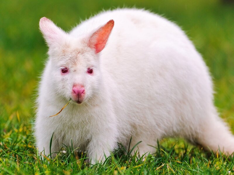 White Albino Rabbit