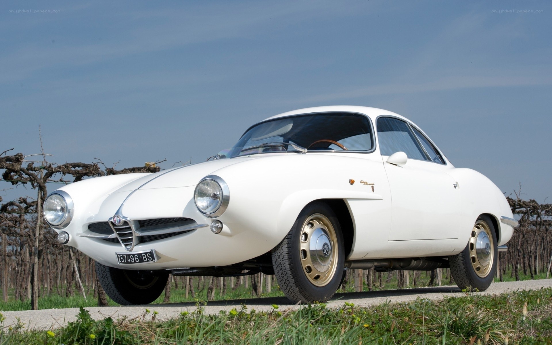 White Alfa Romeo in vineyard