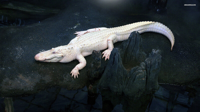 White Alligator — Calm