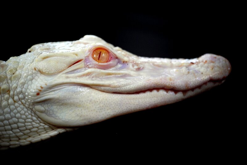 White Alligator Head