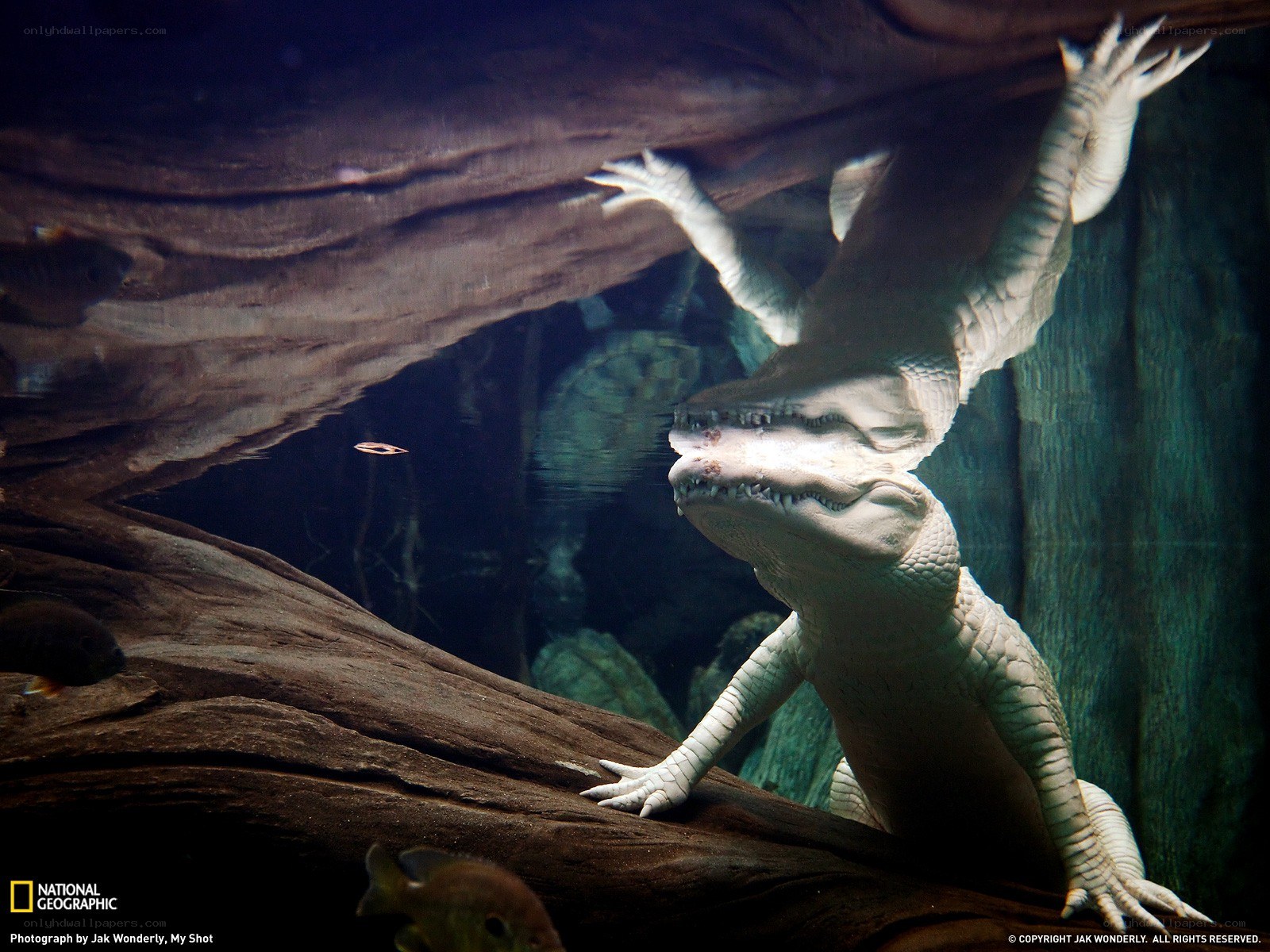 White alligator in aquarium