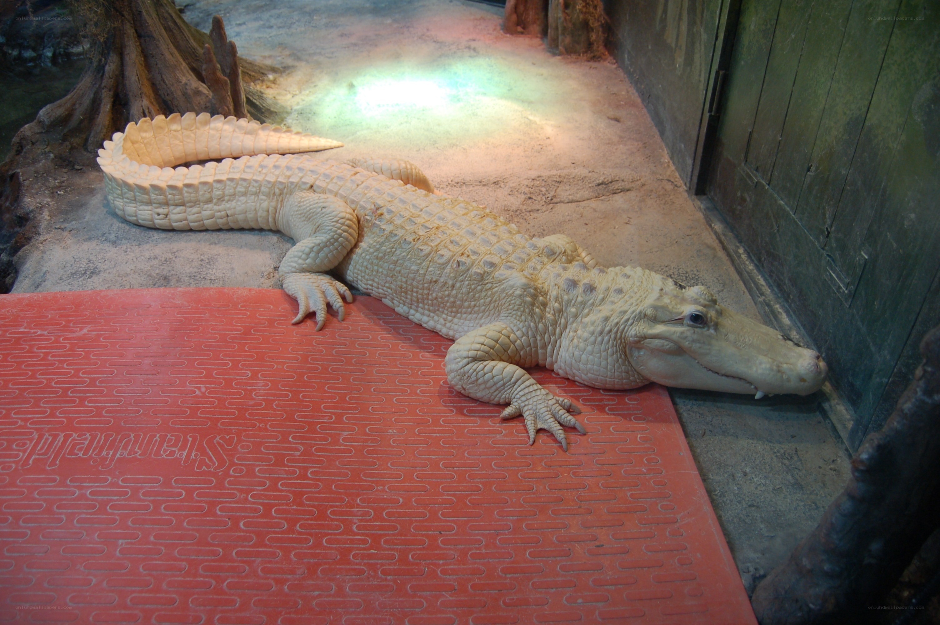 White alligator in enclosure