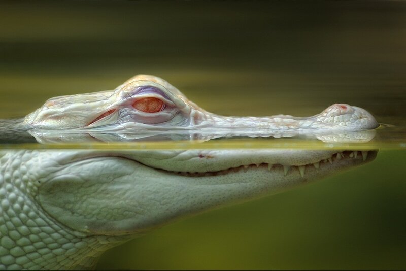 White Alligator in Water