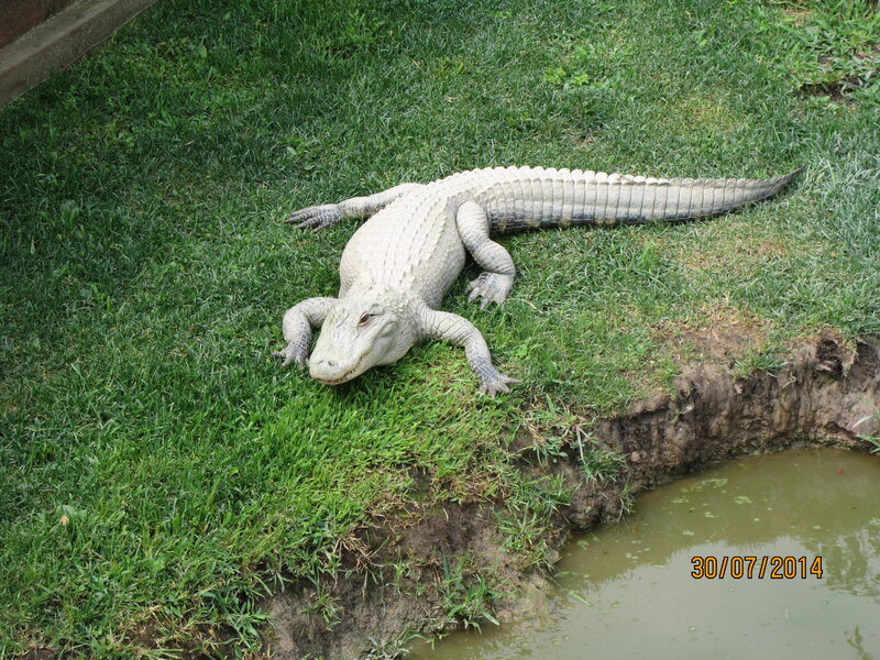 White Alligator on Grass
