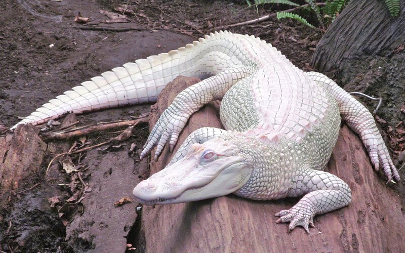 White Alligator on Log