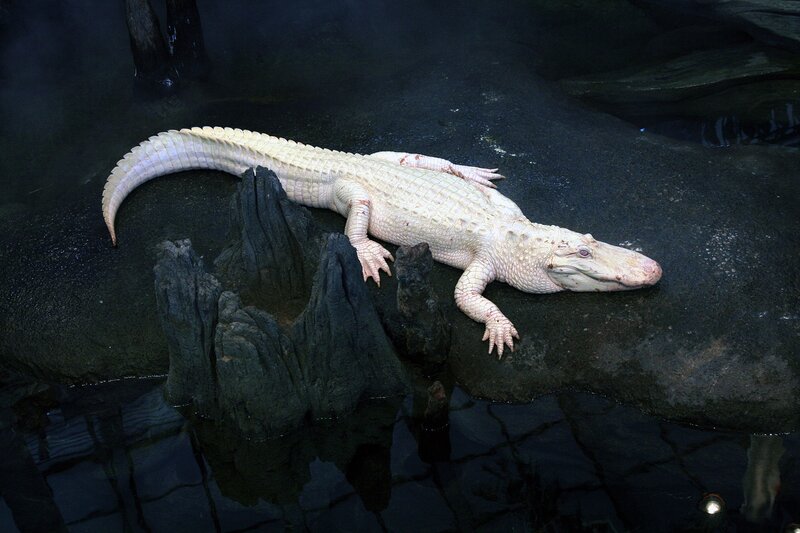 white alligator on rock