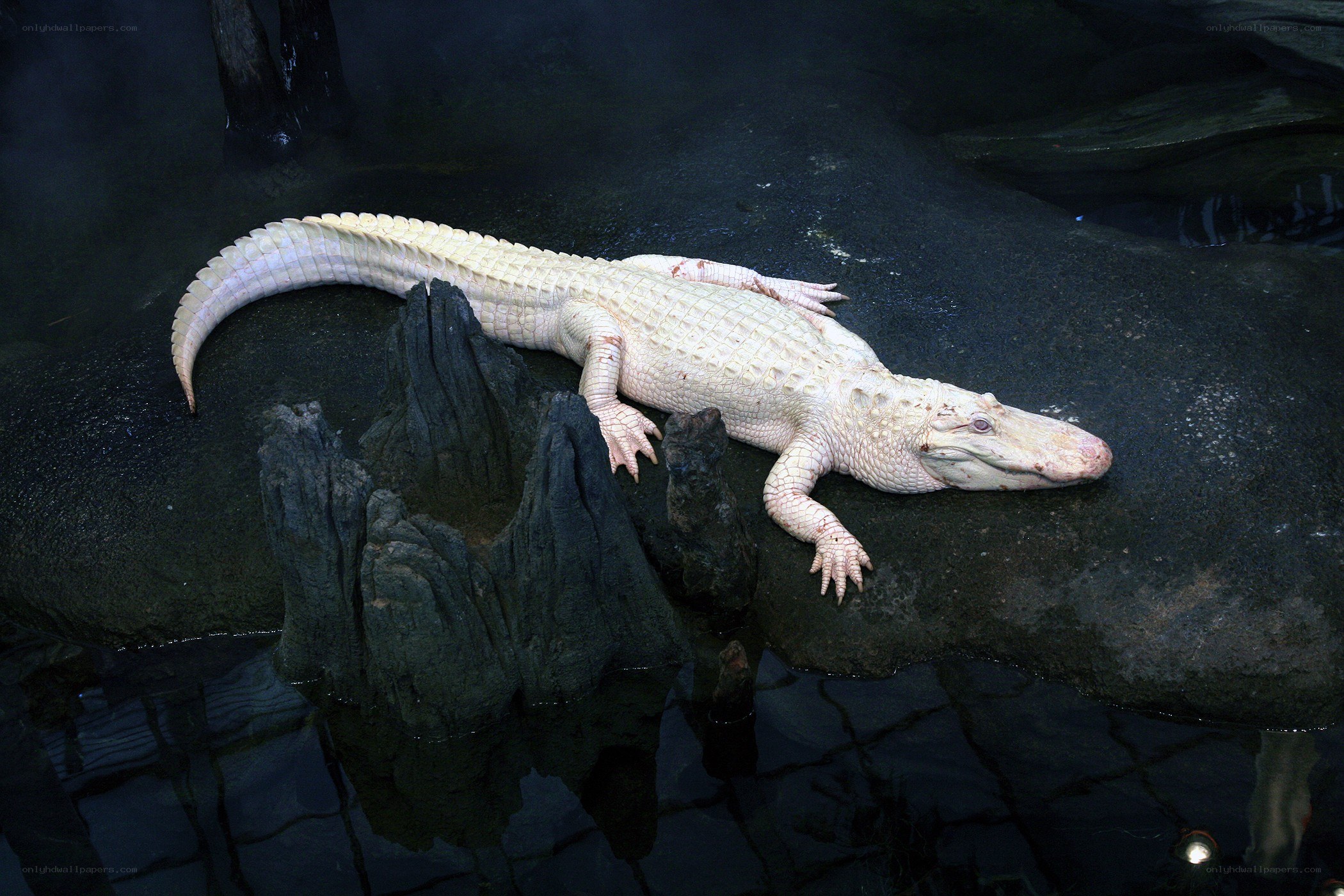 white alligator on rock