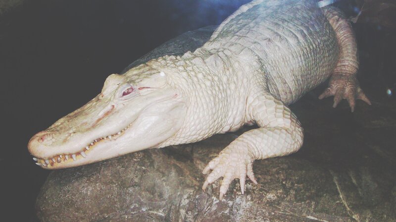 White Alligator on Rock — Gray