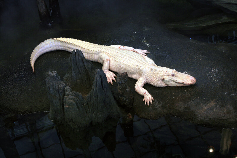 white alligator on rock