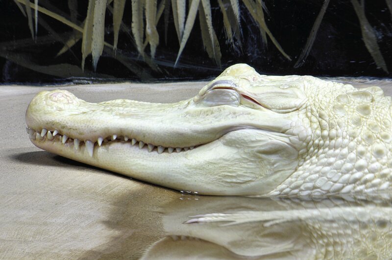 White Alligator Resting — Beige