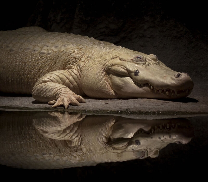 White Alligator Resting