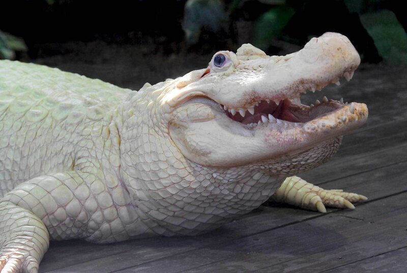 White Alligator