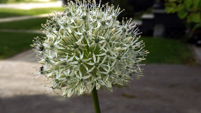 White Allium Flower — Calm, Afternoon
