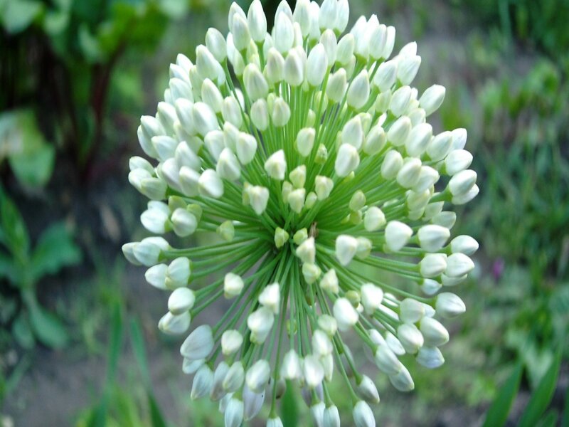 White Allium Flower — Calm, Spring