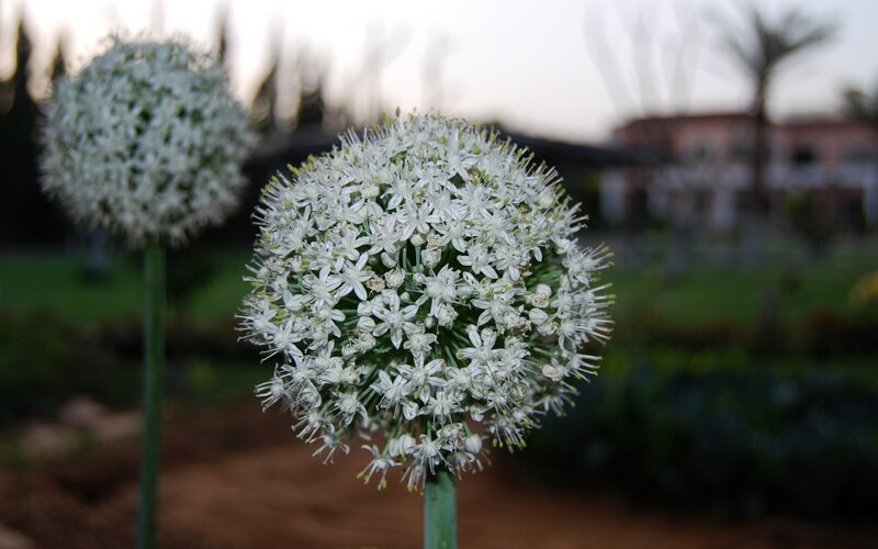 White Allium Flower — Calm