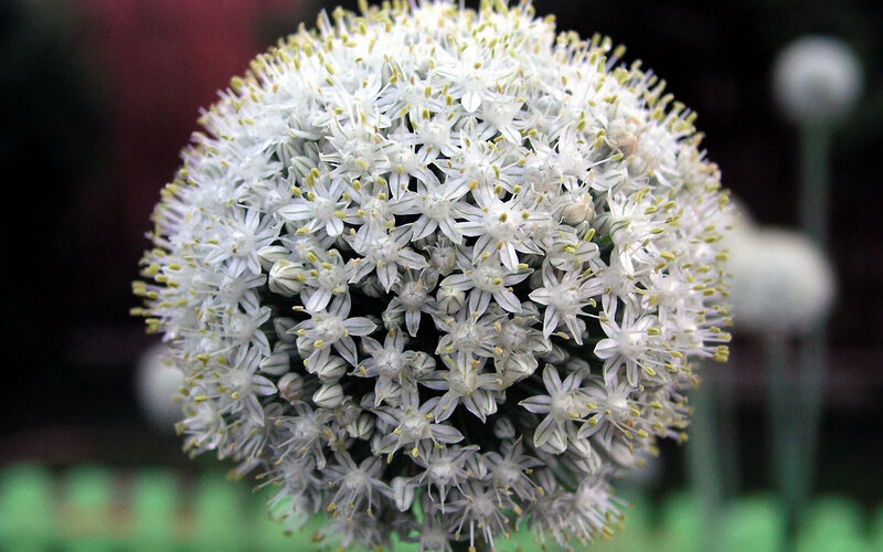 White Allium Flower Head — Calm