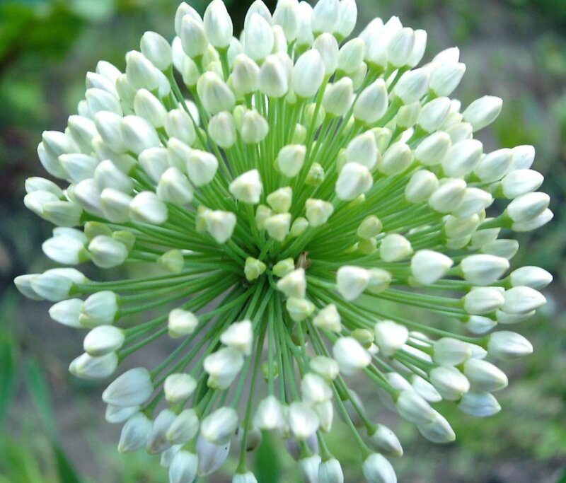 white allium flower head