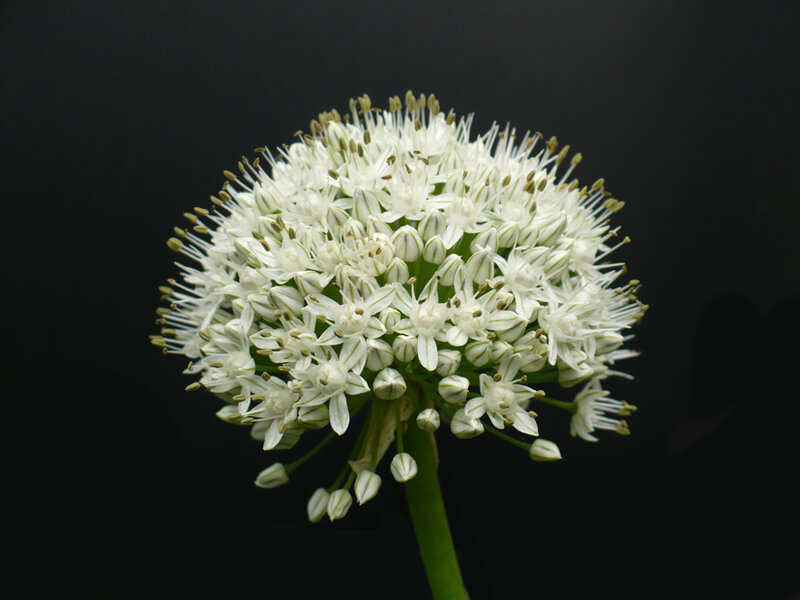 White Allium Flower