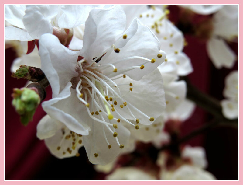 White Almond Blossom — Serene