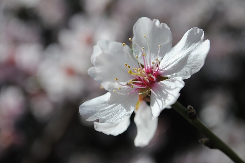 White Almond Blossom