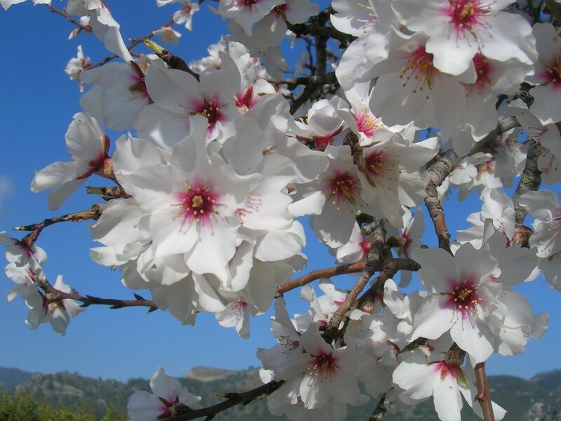 White almond blossoms in spring