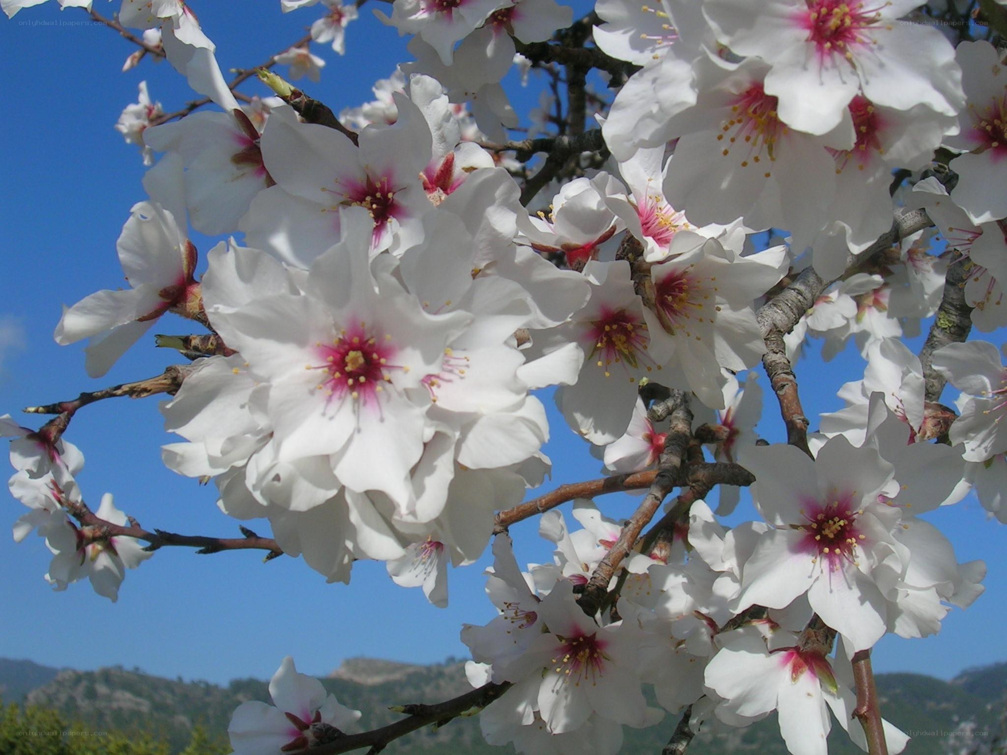 White almond blossoms in spring