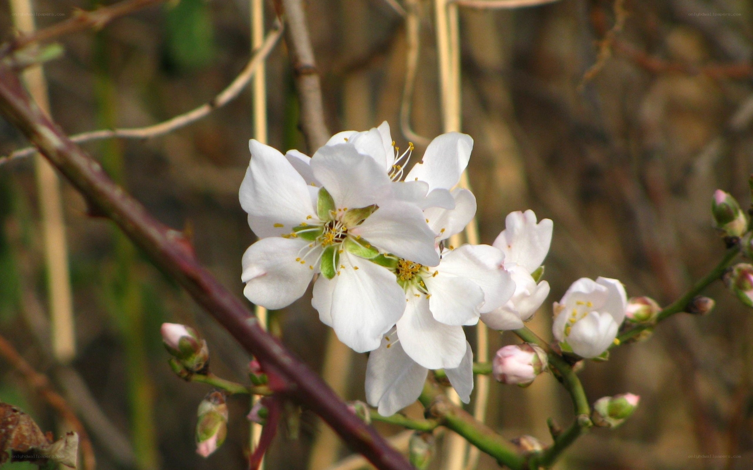 White almond blossoms on a branch