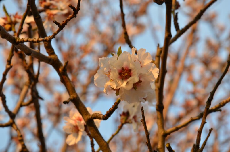 White Almond Blossoms — Serene, Spring, Photograph, Branches