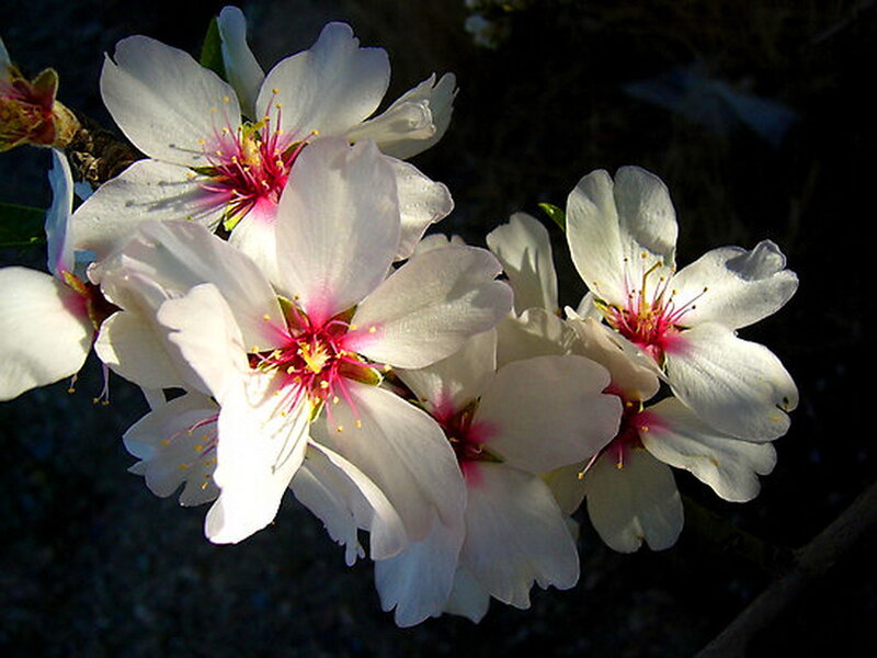 White Almond Blossoms — Serene, Spring, Photograph, Flowers