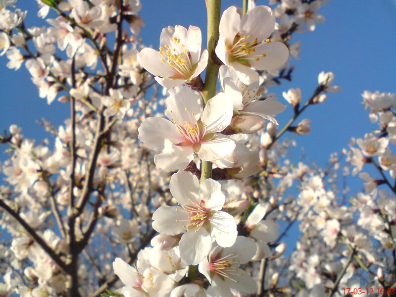 White Almond Blossoms — Serene, Spring, Photograph