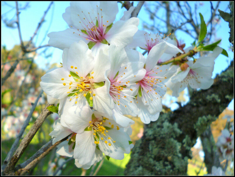 White Almond Blossoms — Serene, Spring, Photograph, Tree Branch