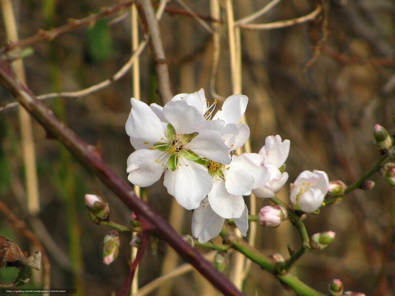 White Almond Blossoms — Serene, Spring