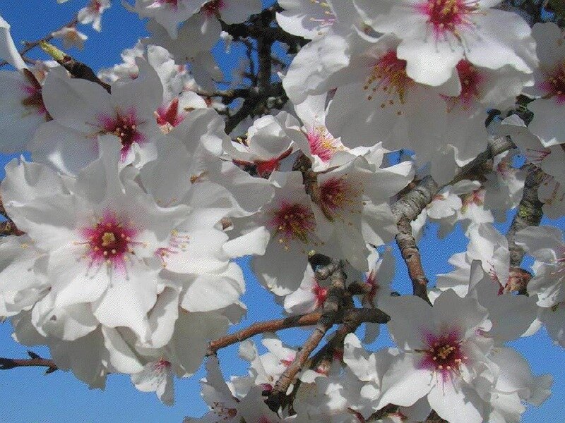 White Almond Blossoms — Serene