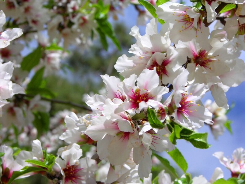 White Almond Blossoms