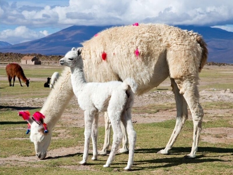 White Alpaca and Calf