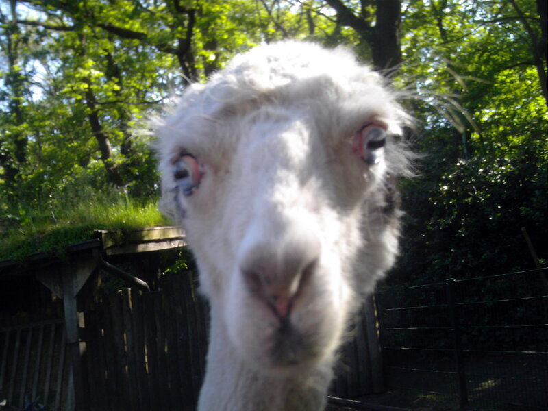White Alpaca Close-up