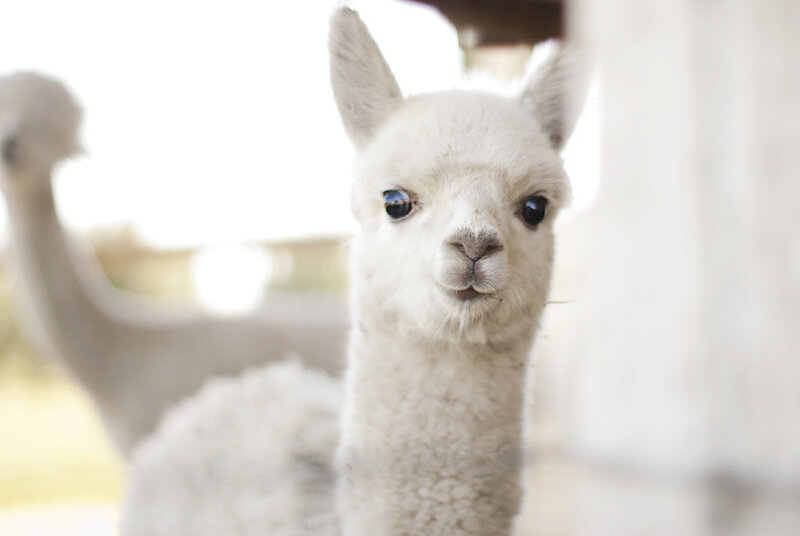 White Alpaca in Focus