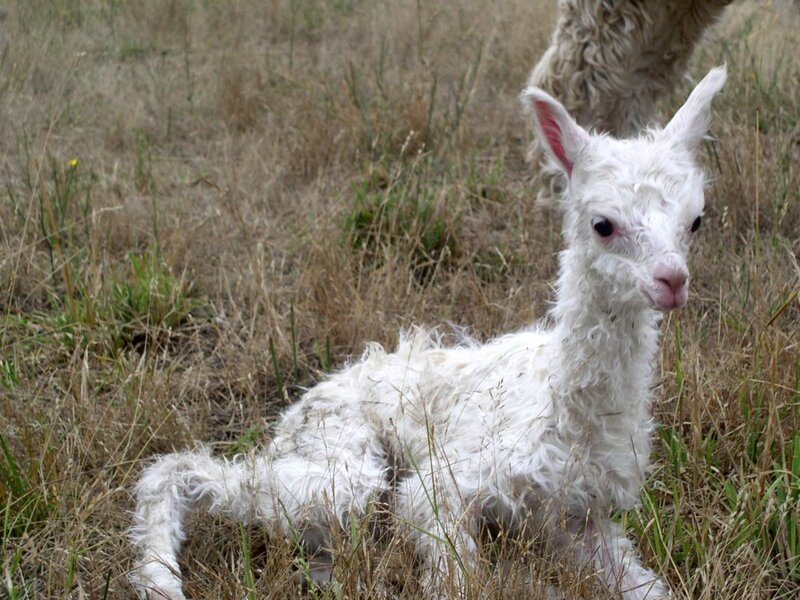 White Alpaca Lamb