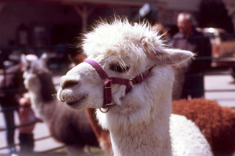 White alpaca with halter
