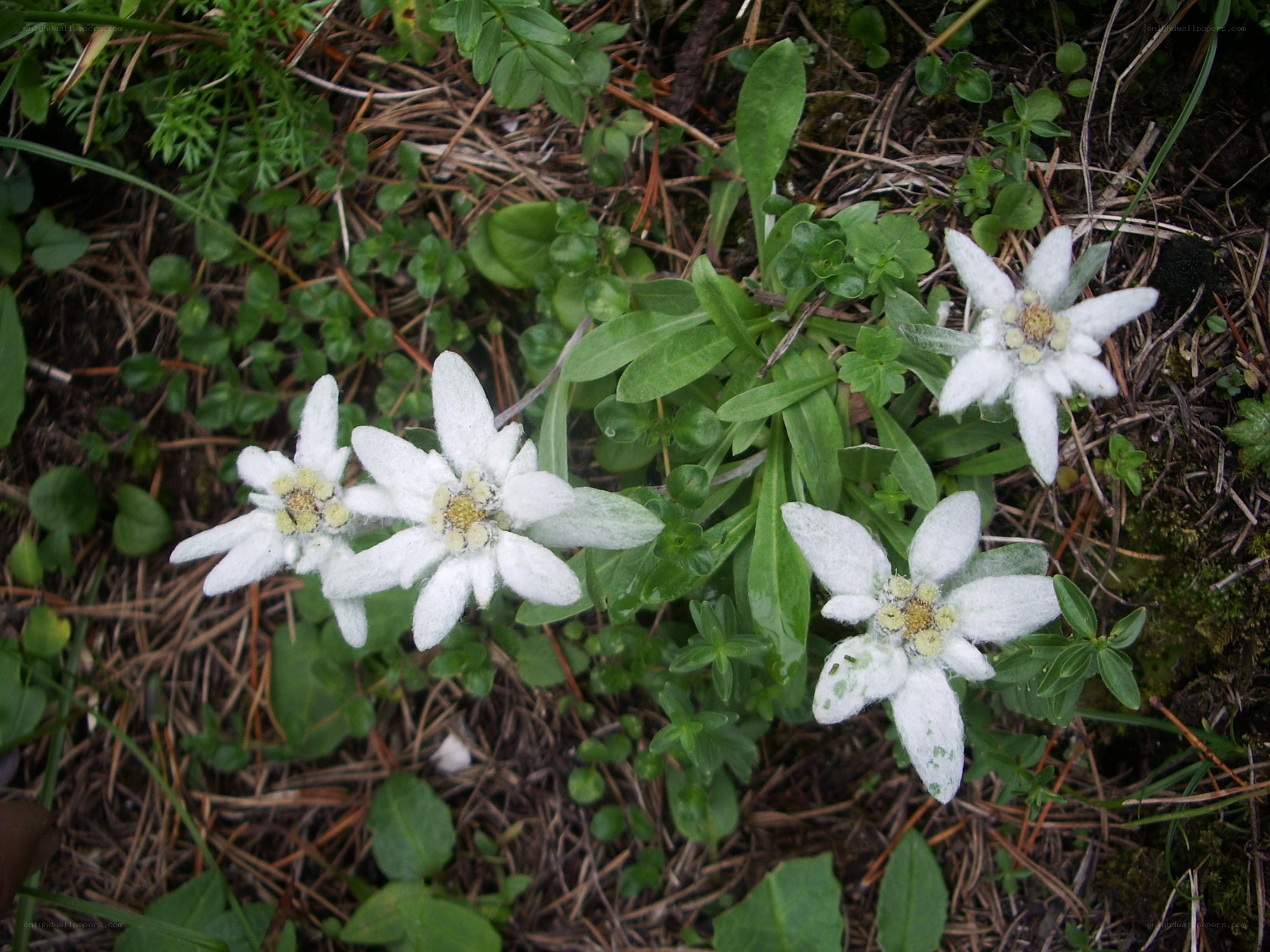 White alpine flowers in forest
