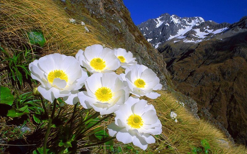 White Alpine Flowers — Serene, Afternoon