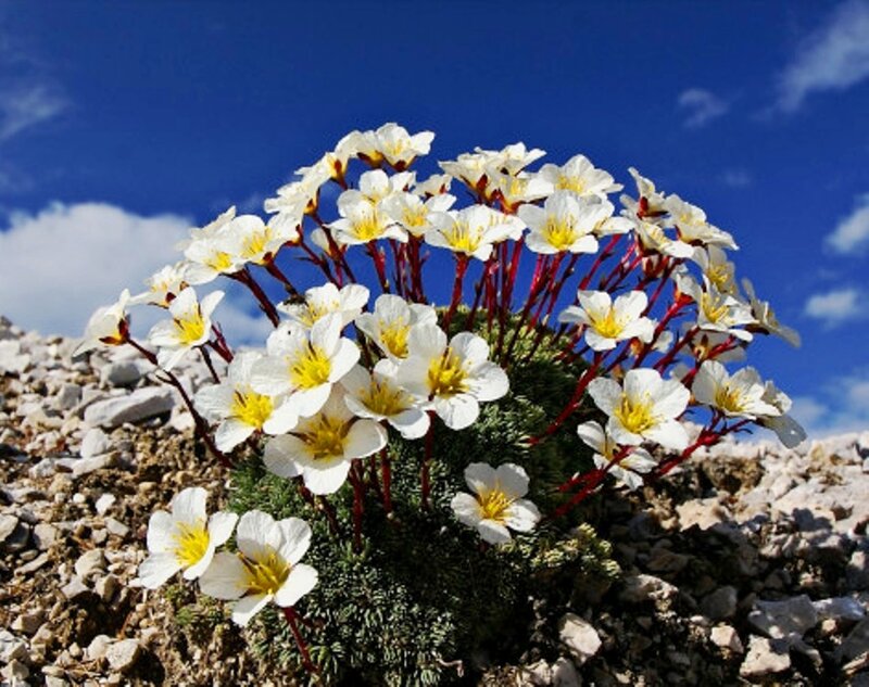 White Alpine Flowers — Serene