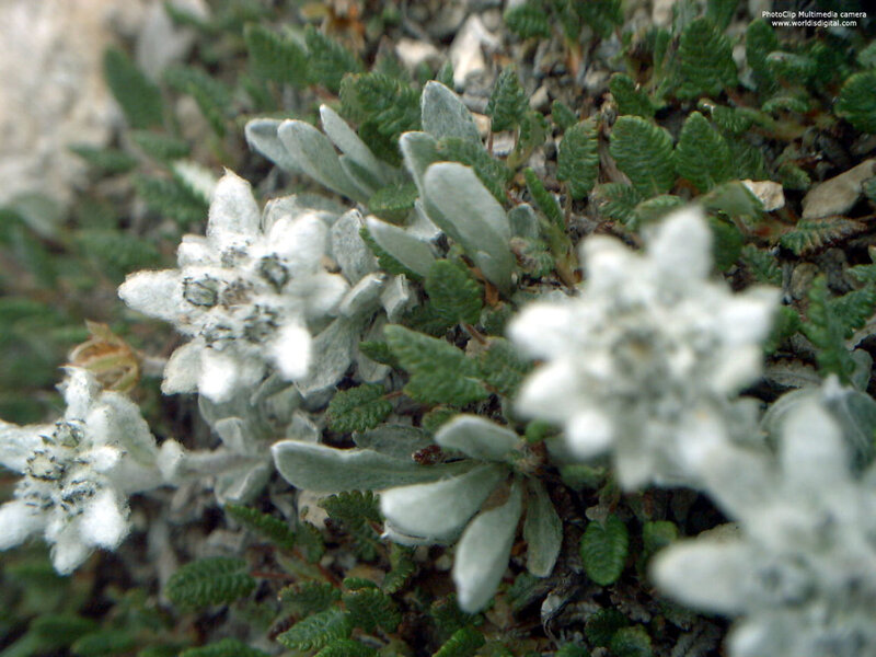 white alpine flowers