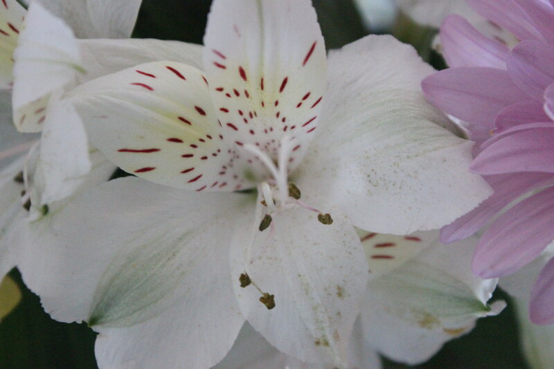 White Alstroemeria Flower — Calm