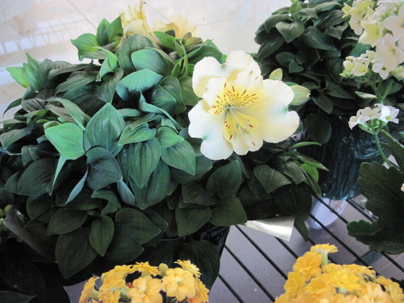 White Alstroemeria Flower — Green