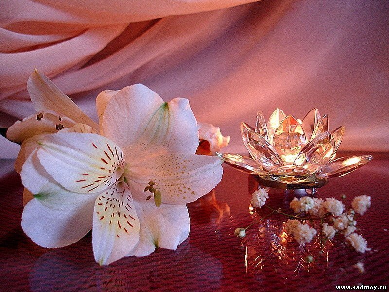 White Alstroemeria Flower — Pink