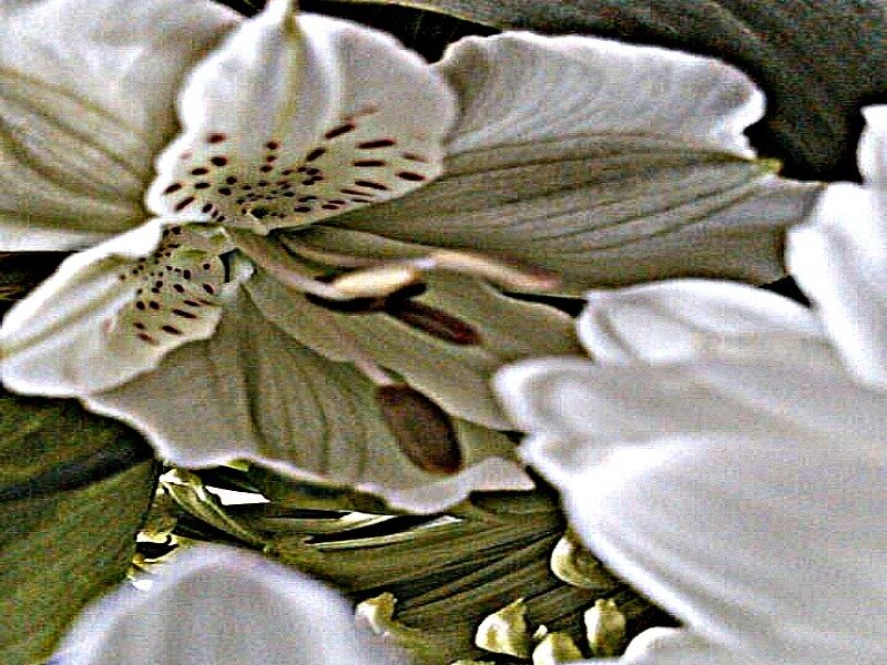 White Alstroemeria Flower